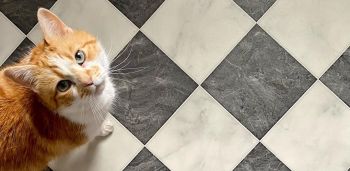 ginger cat on black and white checked floor